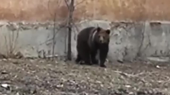 Видео из Челябинска: бурого медведя вывели на прогулку в центр города