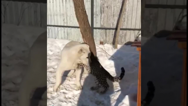 Милое  видео из Владивостока: Овчарка Эльза воспитывает котенка леопарда Милашу