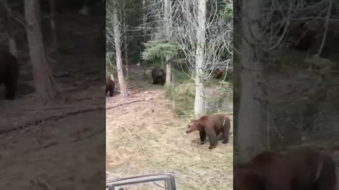 Видео из Якутии: Стая голодных медведей окружила машину