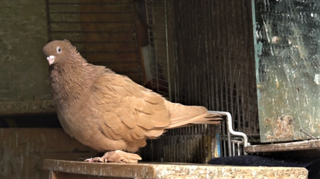 По осени считают: в Петербурге проводят инвентаризацию голубятен
