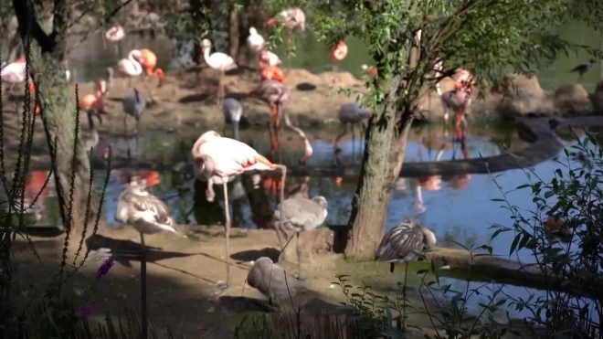 В Московском зоопарке появились на свет птенцы фламинго