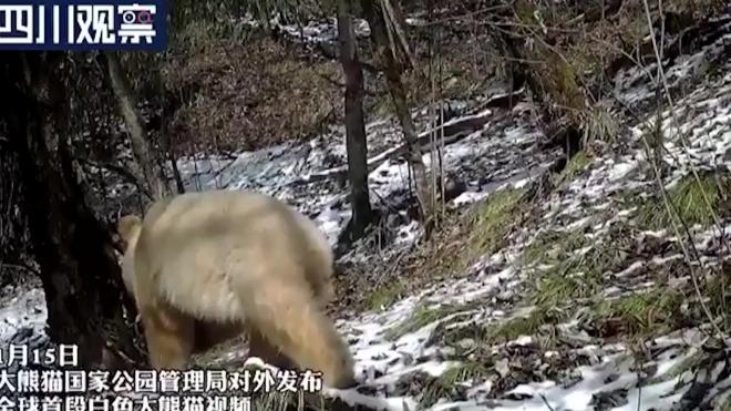 Заповедник на юго-западе Китая опубликовал видео с пандой-альбиносом