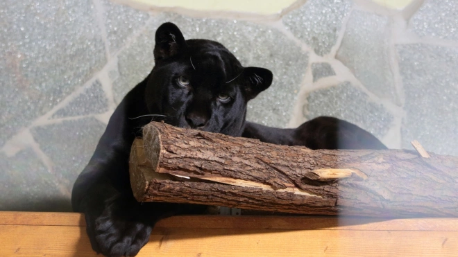 В Ленинградском зоопарке появился чёрный ягуар Рич