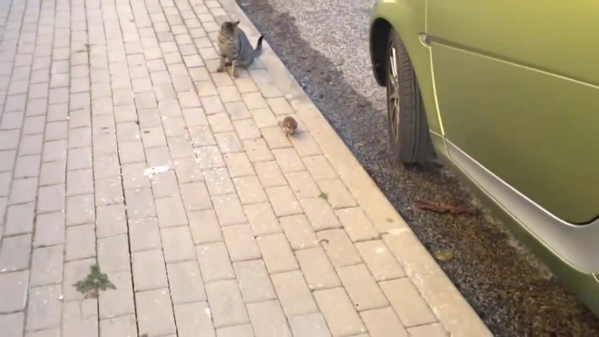 Видео: Мышь-ниндзя атаковала кошку и стала знаменитой