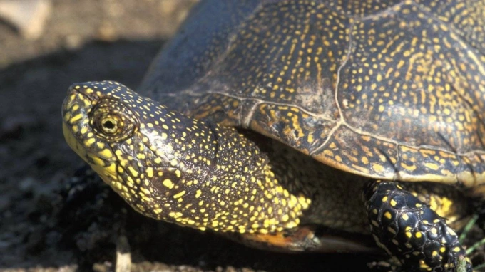 В Петербурге у водоемов с наступлением жаркой погоды можно встретить болотную черепаху
