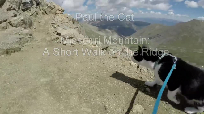 Кот покоряет горы
