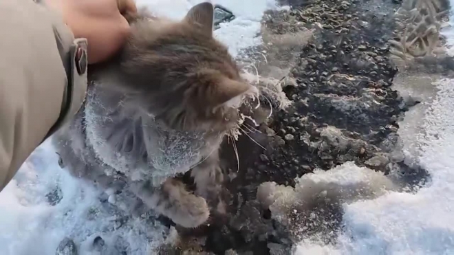 Появилось видео спасенной изо льда кошки в Челябинске