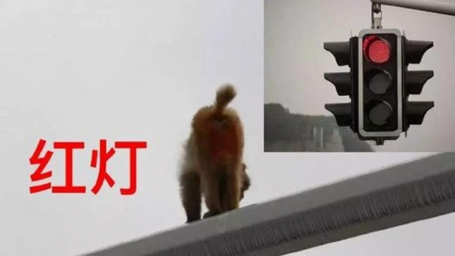 В Китае автоледи приняла "пятую точку" обезьяны за красный сигнал светофора и устроила ДТП