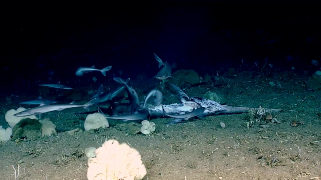 Видео: на глубине 450 метров стая маленьких акул съела рыбу-меч