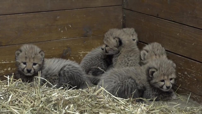 Милое видео из Праги: В зоопарке родились 5  детенышей гепарда