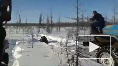 Вахтовики в Якутии задавили на машине  медведя (18+)