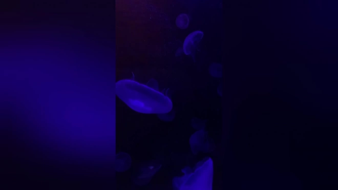 В Ленинградском зоопарке показали видео с завораживающей медузой аурелией