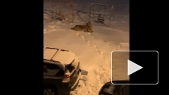Опубликовано видео нападения волка на кота во дворе дома в Ленобласти  