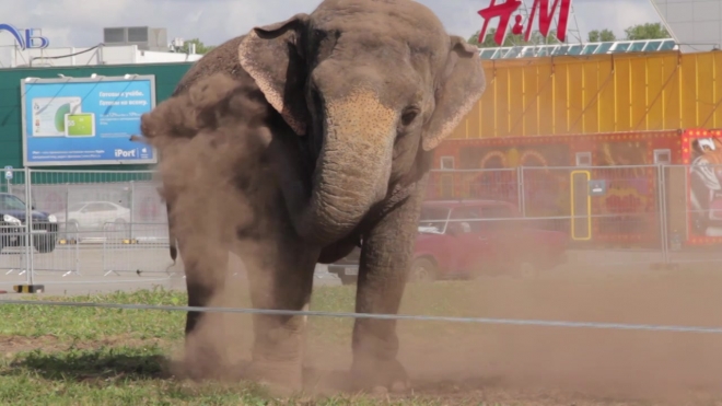 Слоны-трезвенники развлекают петербуржцев в Купчино