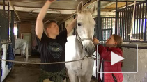 Как в пригороде Петербурга возрождают знаменитую орловскую породу лошадей