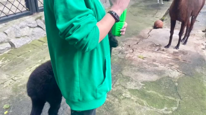 В Ленинградском зоопарке родился самец альпаки Брауни