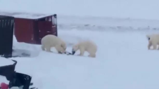 Три голодных белых медведя пришли в российский поселок