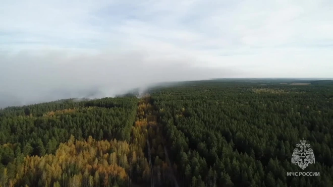 В Самарской области тушат лесной пожар