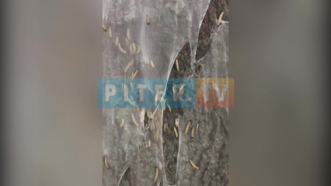 Петербуржцы бьют тревогу: на севере города гусеницы массово уничтожают растения и детские площадки