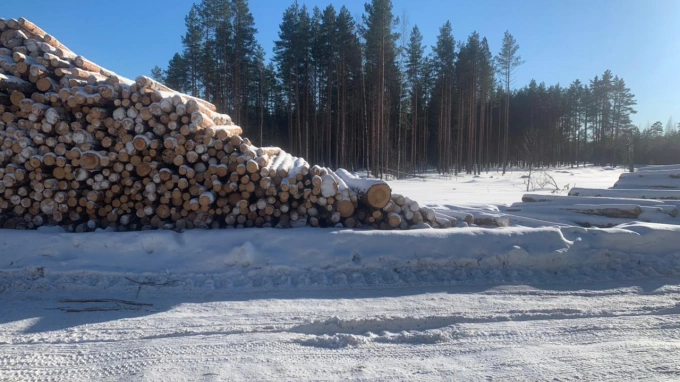 В Ленобласти незаконно вырубили лес на 104 млн рублей