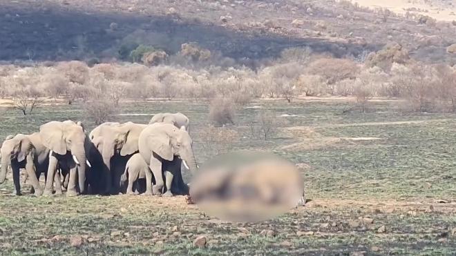 Слоны устроили смертельный поединок на глазах у туристов
