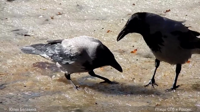 Рыбалка ворон в Ботаническом саду попала на видео