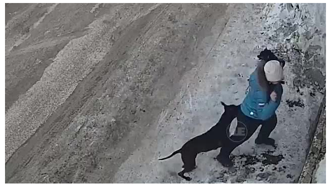 На Камчатке бойцовский пес без поводка и намордника набросился на беременную женщину