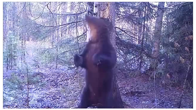 Эротический танец дикого медведя Ферапонта попал на видео