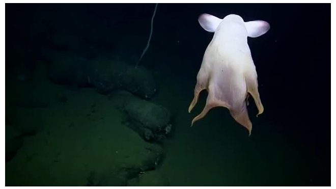 У берегов США сняли на видео редкого ушастого осьминога "Дамбо"