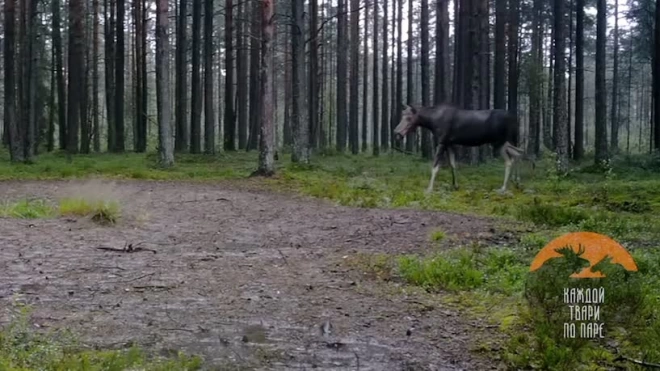 В видеоловушку под Петербургом попали лосиха и три ее жениха