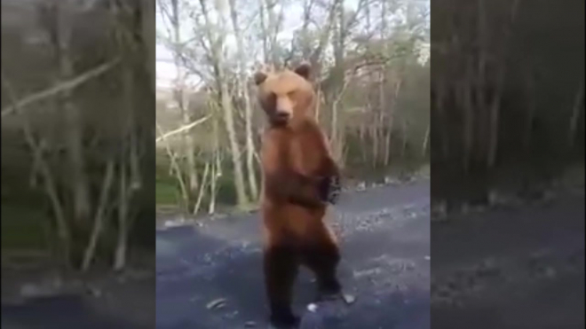 Видео из Томска: женщина кричала от страха, но кормила дикого медведя хлебом