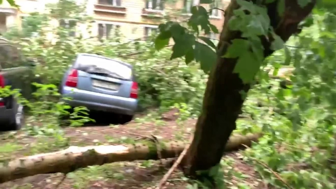 В Подмосковье упавшие из-за сильного ветра деревья повредили 20 машин