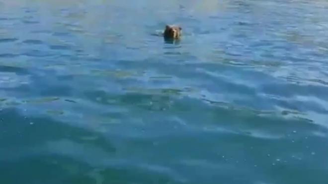 Видео: На Байкале туристы на лодке застрелили плывущего медведя 