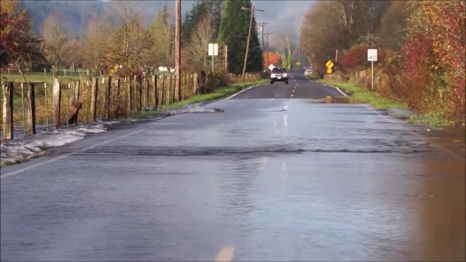 Удивительное видео: Лосось перешёл через дорогу в Вашингтоне