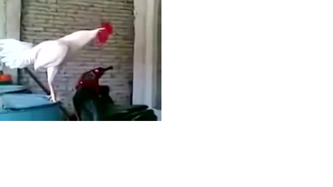 Петух смеется