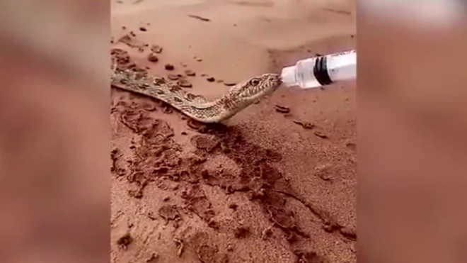 Удивительно видео из Саудовской Аравии: неравнодушные спасли змею от смерти