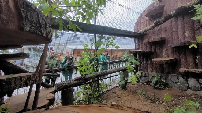 В Ленинградском зоопарке манулу Шу поставили новый вольер