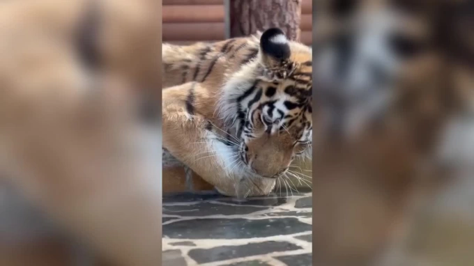 Ленинградский зоопарк показал петербуржцам купания тигра Зевса