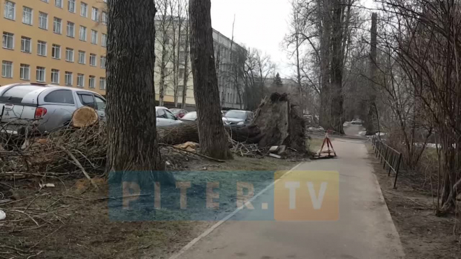 Дерево вырвало с корнем и асфальтом возле Тихорецкого проезда