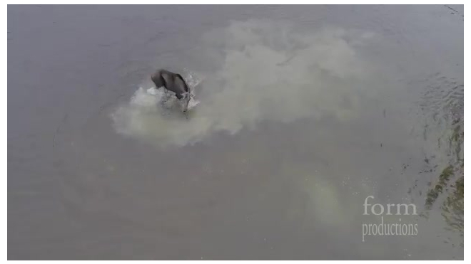 Захватывающее видео из Канады: Дрон случайно снял битву волка и лося