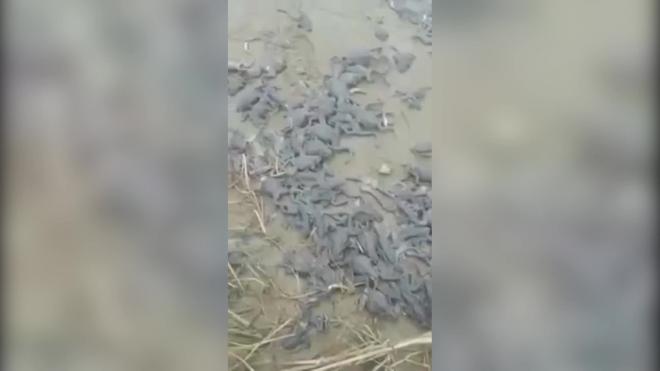 Жители Хабаровского края нашли на берегу речки сотни мертвых рыб и лягушек