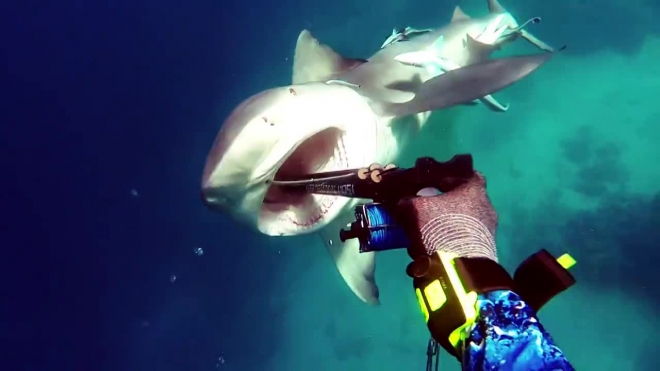 Схватка между акулой и дайвером попалa на видео