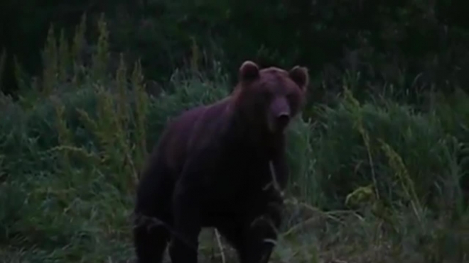 В Приморье медведь снял скальп с женщины и загрыз несколько собак