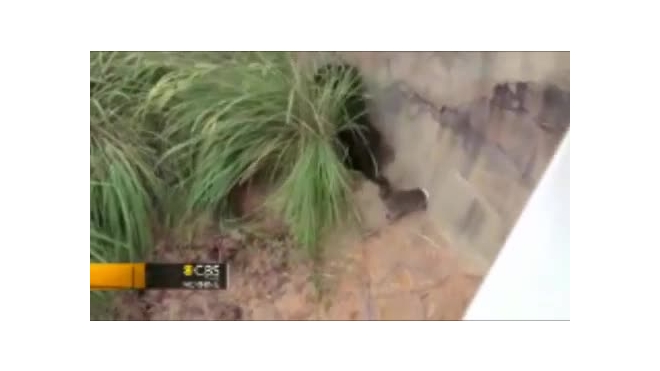 Видео: злобные шимпанзе жестоко избили енота