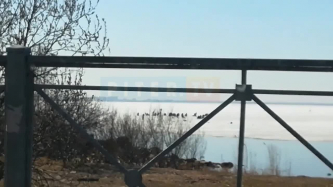 Видео: петербуржцы рыбачат у Лахта Центра несмотря на запрет 