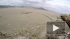 GoPro сняло орлиную охоту "глазами птицы"