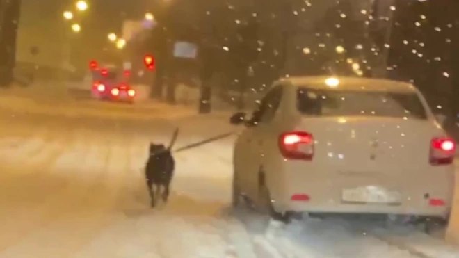Водитель решил выгулять собаку из окна машины в Петербурге