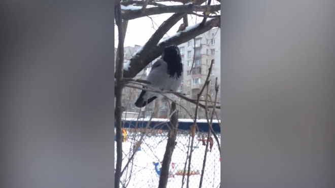 "Тяжелый четверг": петербуржец обнаружил храпящую ворону 