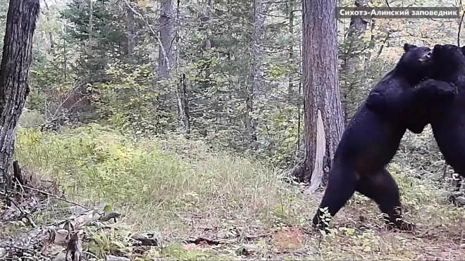 Игровая схватка двух медведей в Сихотэ-Алинском заповеднике попала на видео