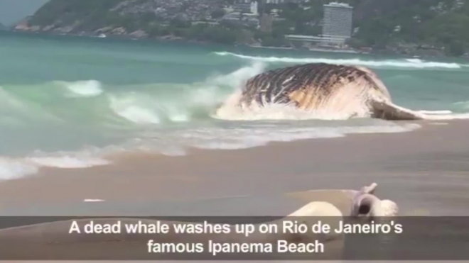 Видео из Бразилии: На оживленный пляж Рио-де-Жанейро выбросило огромного кита